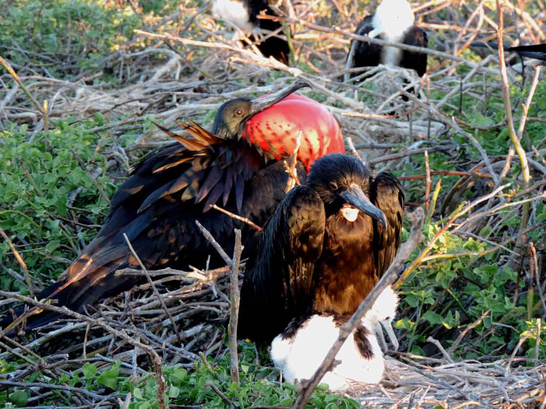 Frigate bird with red puffed out chest and female with chick on a nest in the Galapagos.