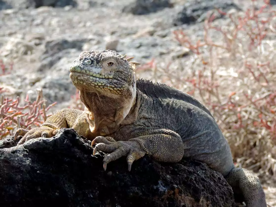 Large grey and yellow iguana sunbathing on a rock.