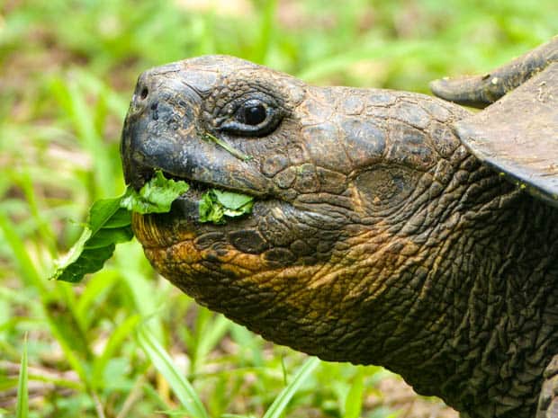 Head of a land Galapagos tortoise eating green leaves.