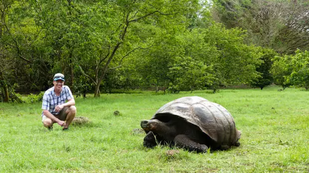 Galapagos traveler bending down in a grassy area with a land tortoise walking in front of him.