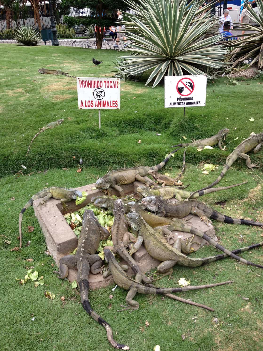 Park in Guayaquil with a dozen iguanas eating lettuce.