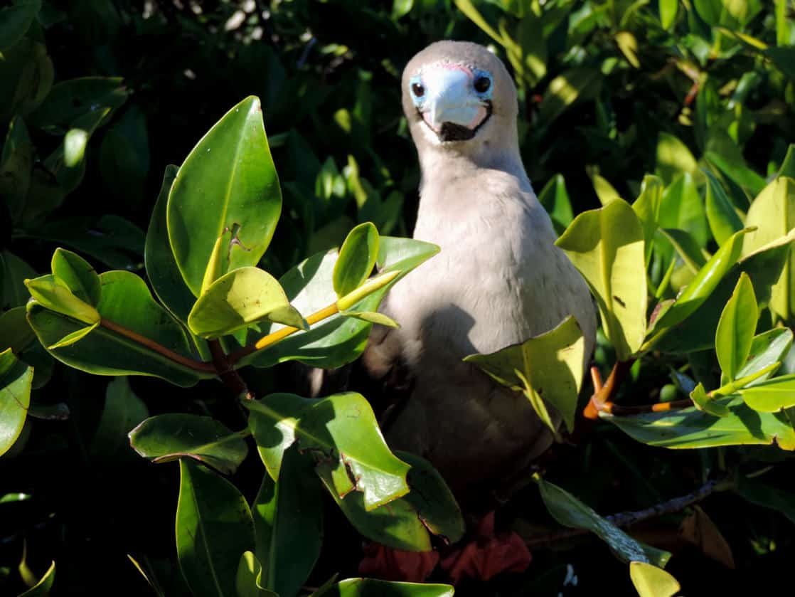 Red Footed Booby perched on a tree branch on the Galapagos.