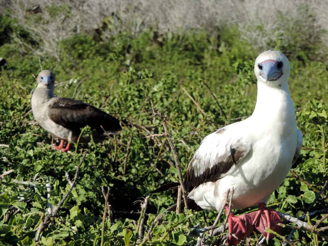 Red Footed Boobies perched on a bush branches in the Galapagos.