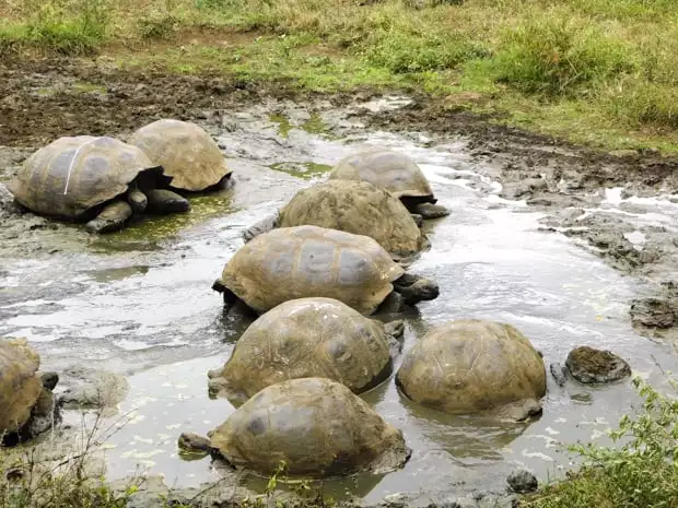 A group of land tourtoise resting in muddy water.