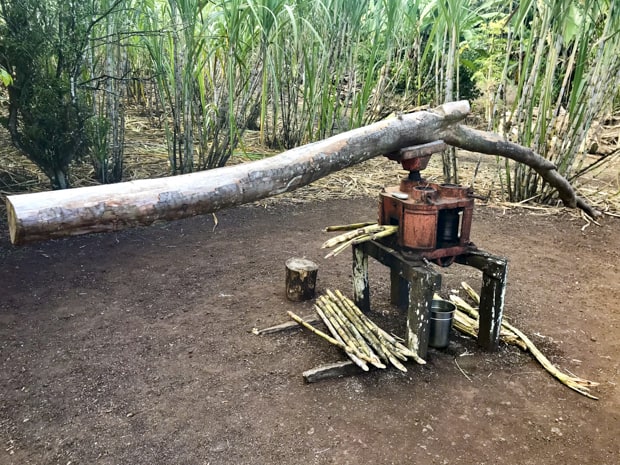 Rudimentary sugar cane press.