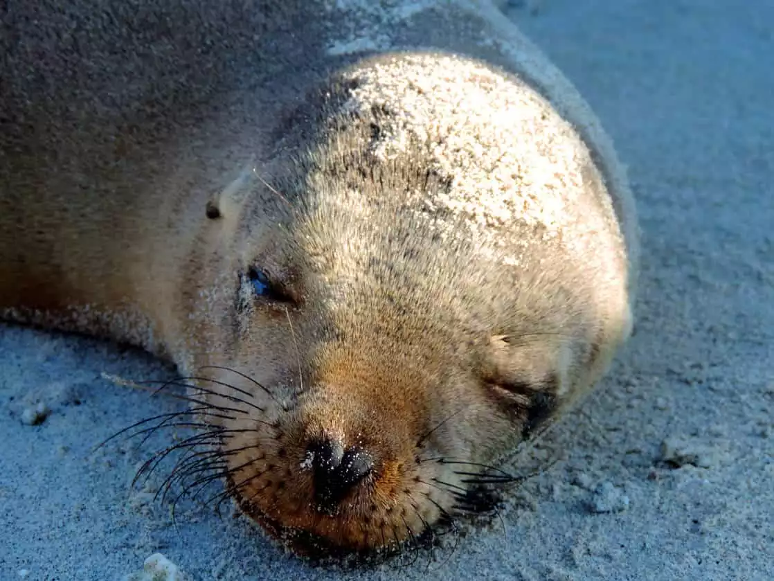 Sleeping sea lion pup head on the sand.