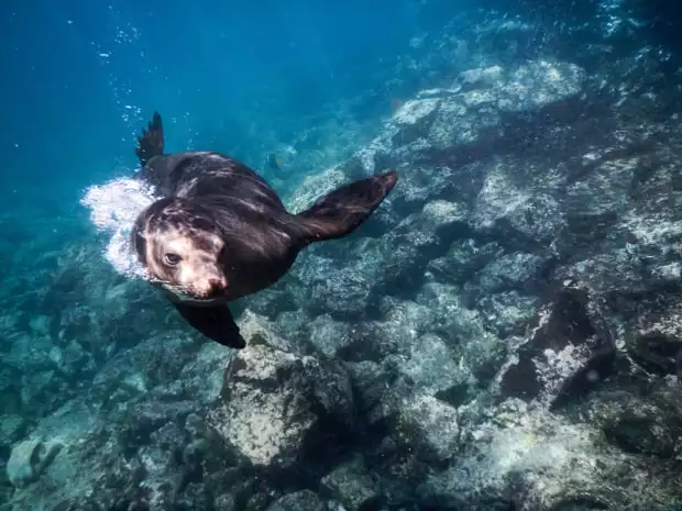 Snorkeling and playing with a Galapagos Sea Lion.