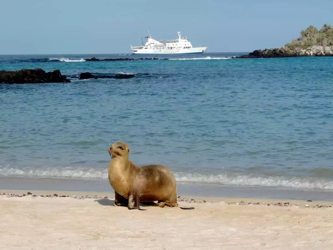 Single sea lion walking on a sandy beach with the Athala II in the background.
