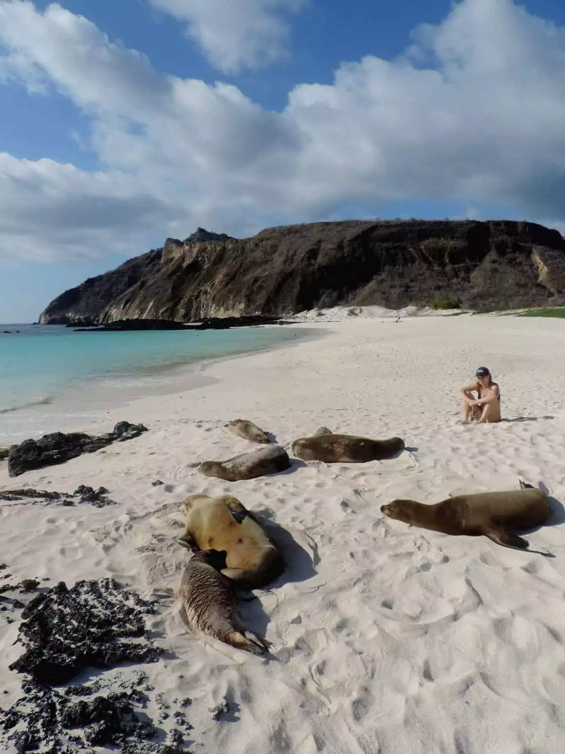 Traveler sitting on a sandy beach with sleeping sea lions splayed out in front of her.