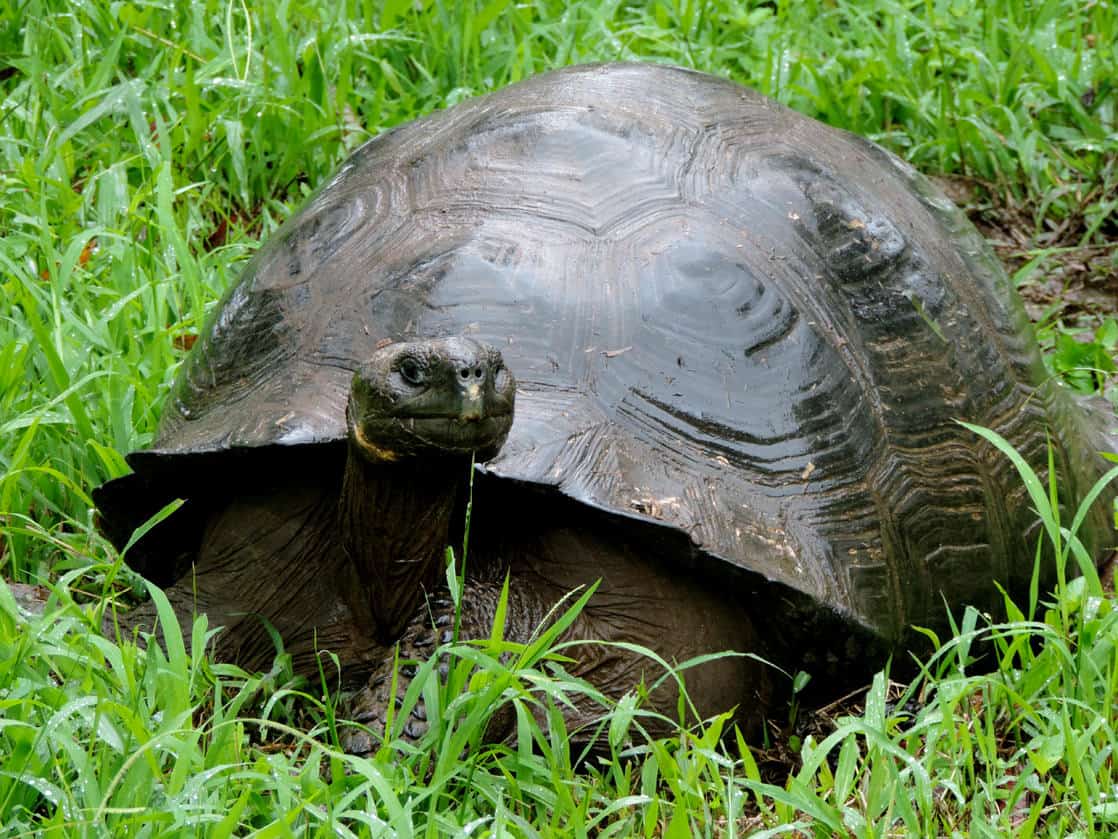 Galapagos tortoise resting in grass with it's head out in the Galapagos.