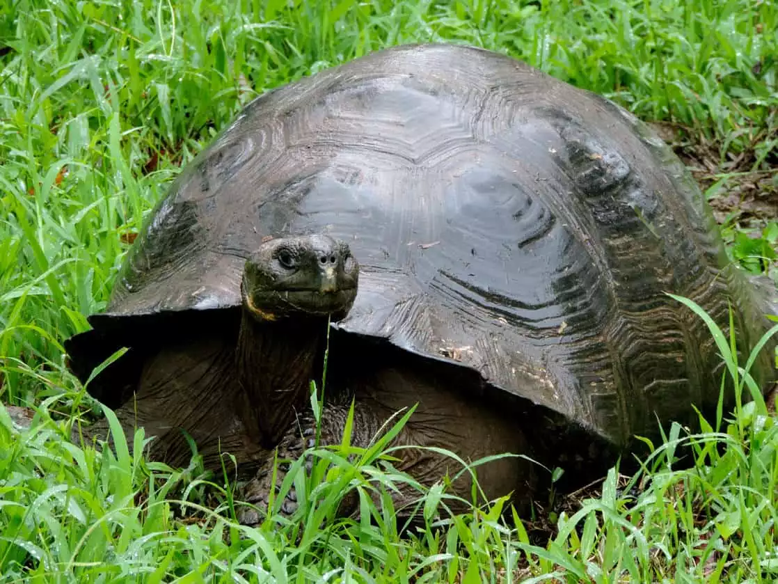 Galapagos tortoise resting in grass with it's head out in the Galapagos.
