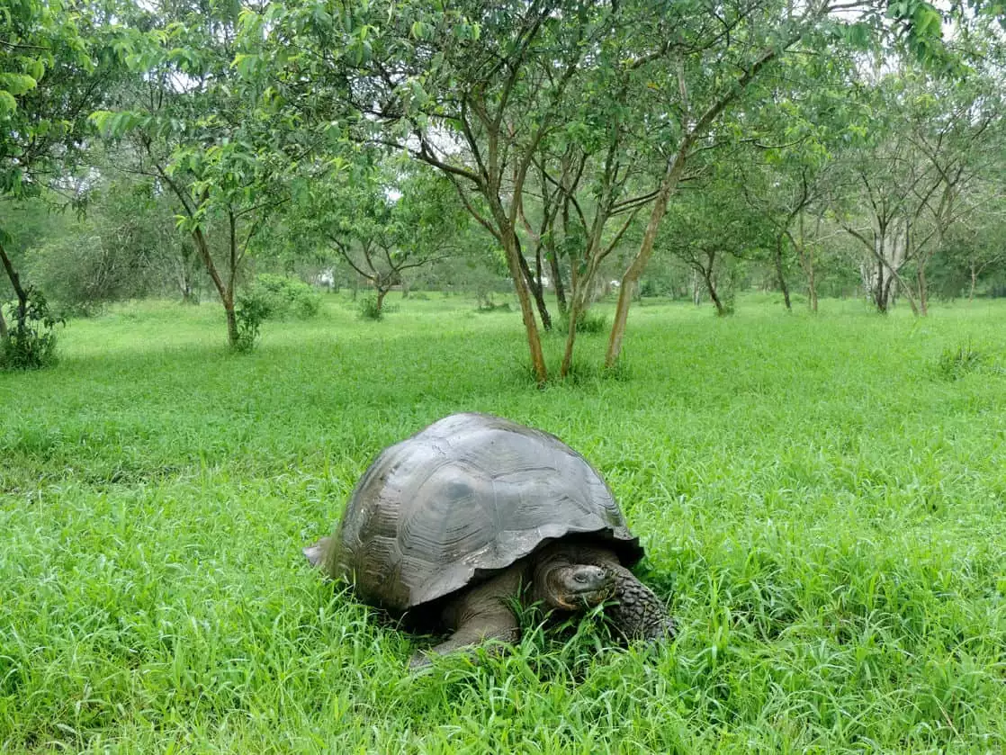 Galapagos land tortoise walking and grazing in a grassy forest.