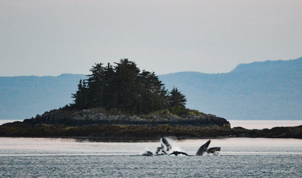 Group of whales bubble feeding seen from a small ship cruise in Alaska. 