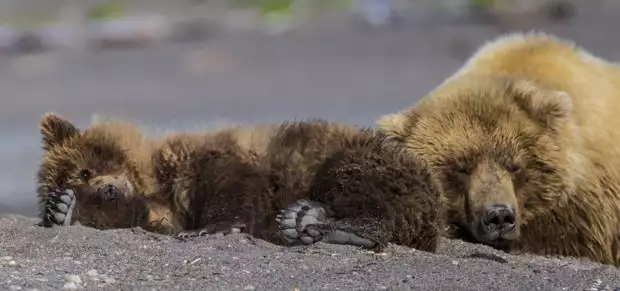 Grizzly bear and its cub sleeping on the beach in Katmai Alaska. 
