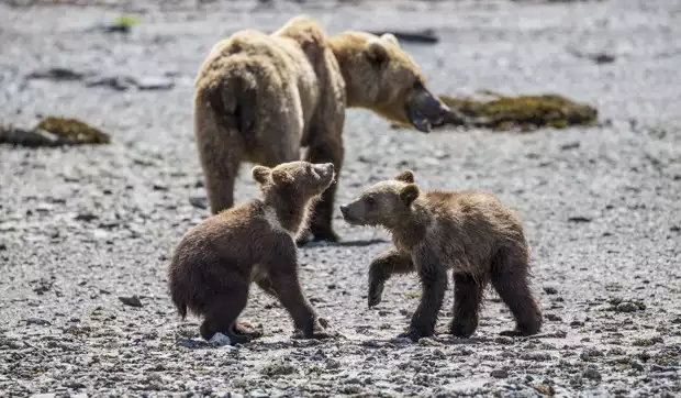 Grizzly bear with its two small cubs as seen from small ship cruise in Katmai Alaska. 