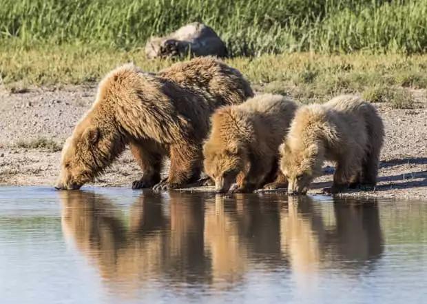 Grizzly bears drinking water at a stream seen on a tour from a small ship cruise in Katmai Alaska. 