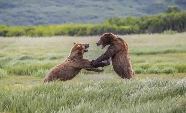 Two male grizzly bears standing on hind legs and fighting in a meadow seen from a distance on tour in Katmai Alaska. 