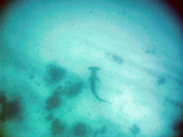 Hammerhead swimming near ocean floor in the Galapagos.