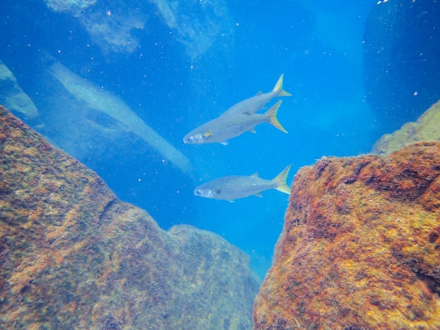 Underwater view of fish swimming through rocks.