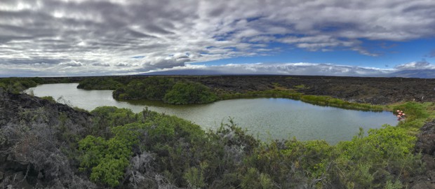 A birds eye view of a small flock of pink flamingos standing on the shoreline of a lake.