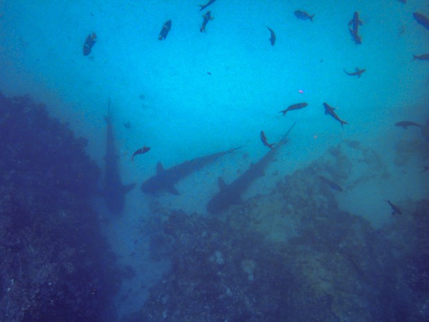 Sharks hovering at the bottom of the ocean floor with colorful fish swimming about in the Galapagos Islands.