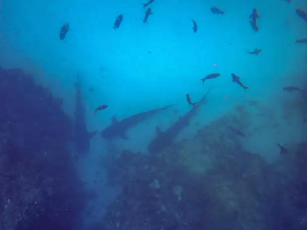 Sharks hovering at the bottom of the ocean floor with colorful fish swimming about in the Galapagos Islands.
