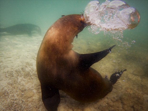 Sea lion playing underwater making water bubbles.