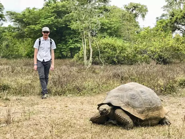 Galapagos tortoise walking in a grassy area with a traveler off to the side.
