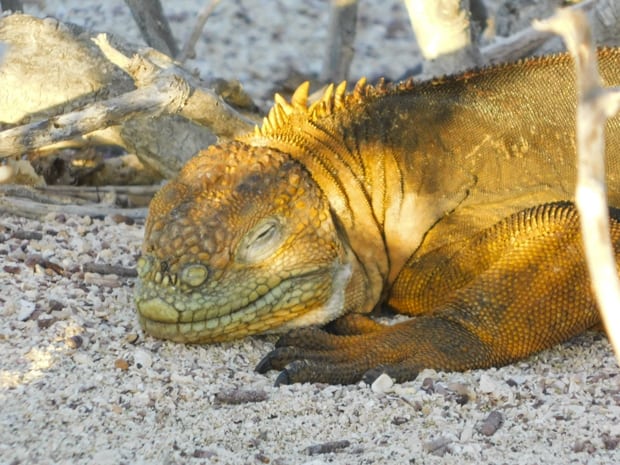 Land iguana resting in the shade on a white sandy beach.