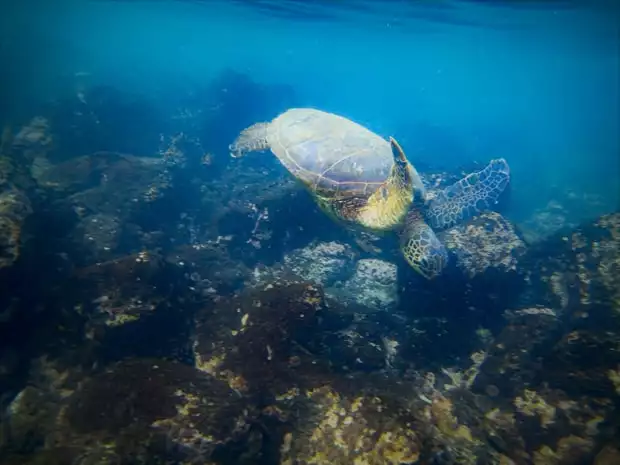 Galapagos sea turtle swimming underwater near the rocky ocean floor.
