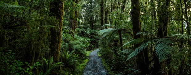 Hiking excursion on a small ship cruise going through a pathway in the forest. 