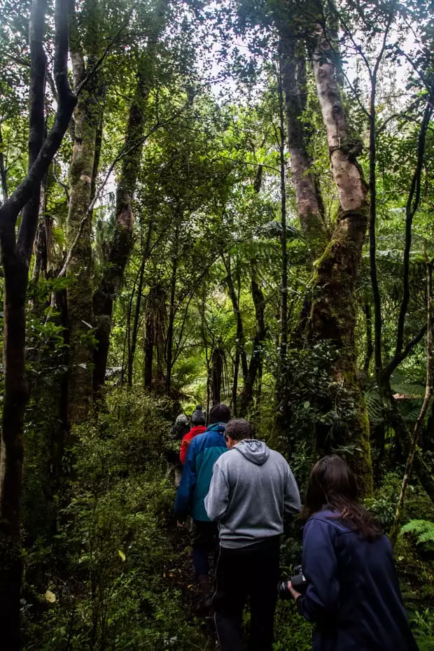 Guests from a small ship cruise hiking through a forest in New Zealand.