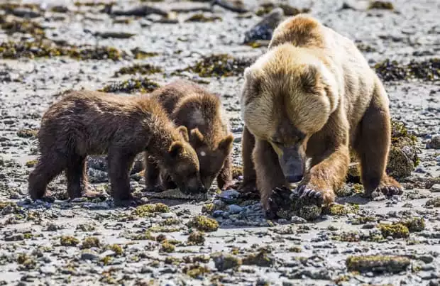 Grizzly bear with two cubs on rocky beach seen on tour from small ship cruise in Katmai Alaska. 