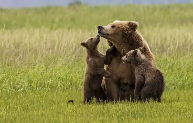 Two grizzly cubs close with their mother in a green field in Katmai Alaska. 