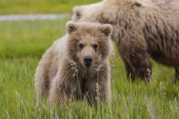 Grizzly bear in grass and wildflowers standing in front of its mother seen on tour in Katmai Alaska. 