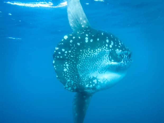 Sun fish swimming underwater in the Galapagos.