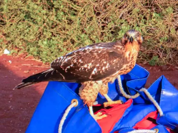 A hawk standing on top of a blue bag on a red sandy beach on Rabida Island in the Galapagos.