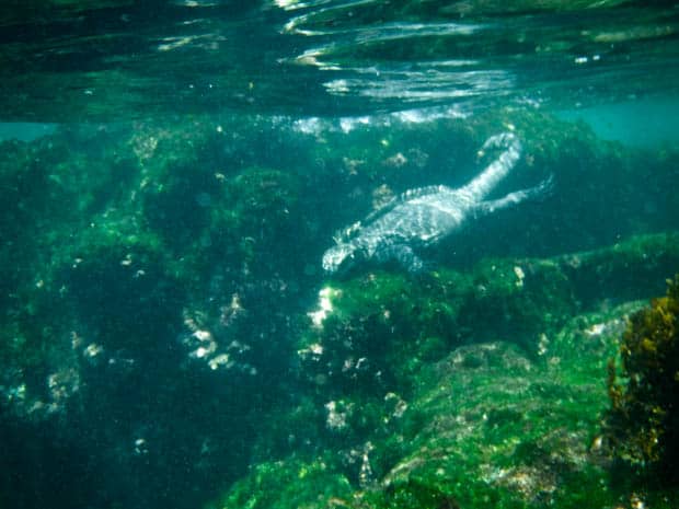 Galapagos marine iguana swimming underwater in the Galapagos.