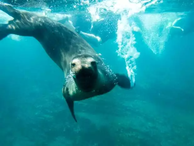 Sea lion playfully swimming underwater with snorkelers in the Galapagos.