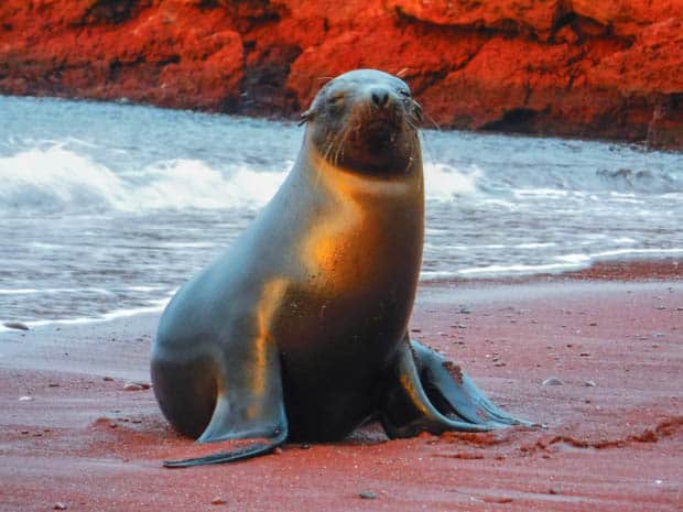 A sea lion walking on a red sandy beach at sunset on Rabida Island.