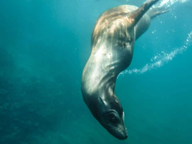 Sea Lion playfully swimming underwater in the Galapagos.