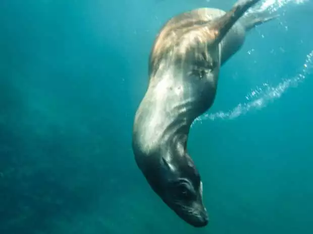 Sea Lion playfully swimming underwater in the Galapagos.