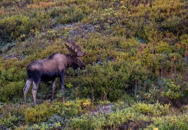 Moose eating shrubbery seen from a land tour to Denali National Park Alaska. 