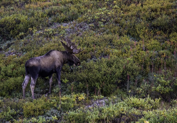 A Denali National Park moose with antlers seen in the low-lying green bushes.