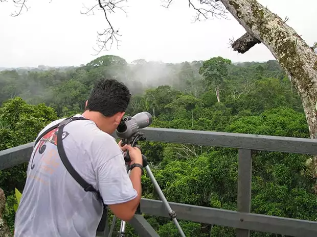 Man on a birding tour from a jungle lodge in the Amazon looks through binoculars on a platform above the jungle canopy. 