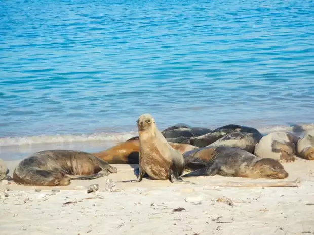 Group of sea lions sleeping on a sandy beach with one sea lion sitting up in the Galapagos.