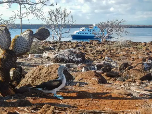 Blue Footed Booby on a rocky shore with the Natural Paradise small ship cruise anchored off the coastline.