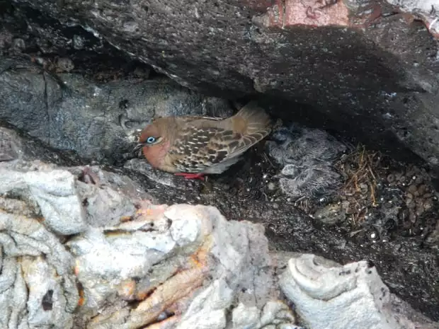 Galapagos dove and 2 chicks nestled in volcanic rock in the Galapagos.