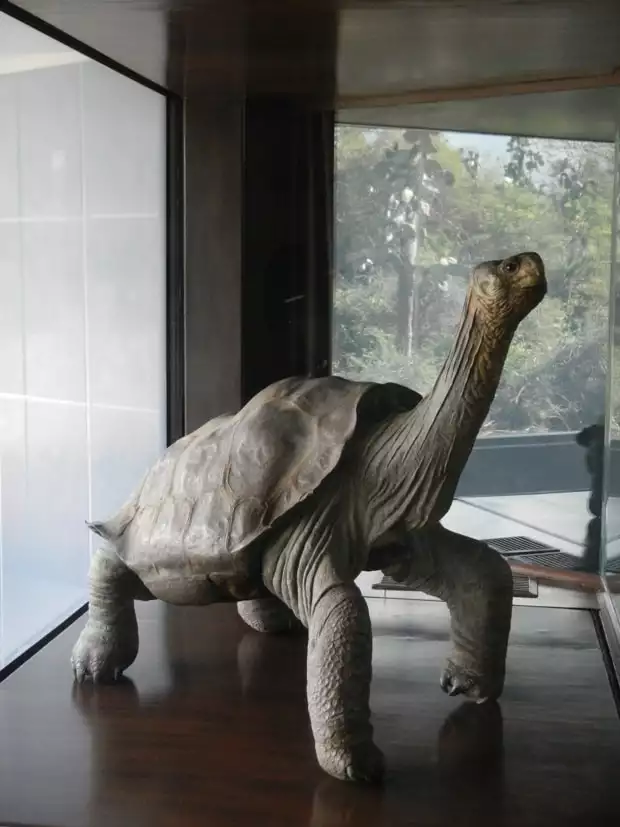 Statue of the tortoise Lonesome George in a museum.