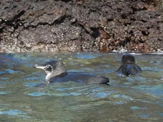 2 Galapagos penguins swimming in the ocean next to a rocky volcanic shoreline.